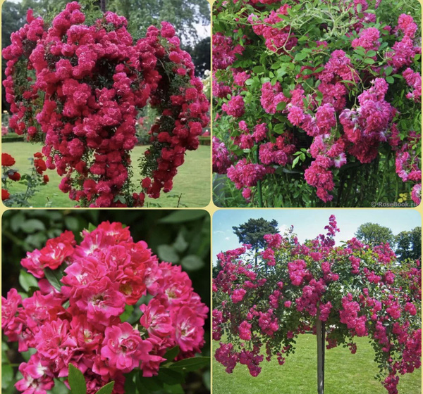 Роза плетистая Super Excelsa - купить с доставкой по выгодным ценам в ...