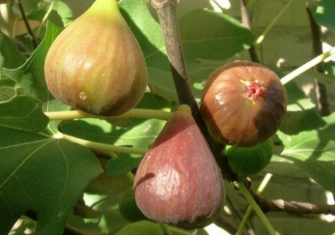 Ficus Brown Turkey Hardy Fig Outdoor Tree 20-30cm Fruit 2021 new Pott
