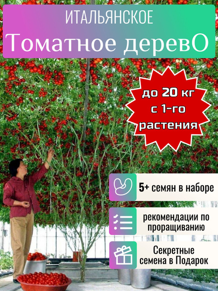 Что такое томатное дерево и как его вырастить | Личный опыт (12rodnikov.ru)