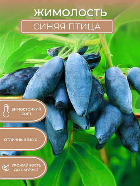 Саженцы жимолости Синяя птица - купить с доставкой по выгодным ценам в ...