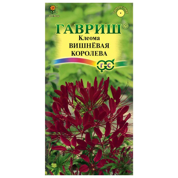 Клеома Вишневая Королева. Клеома фиолетовая Королева 0,3г /Гавриш/. Тысячелистник Вишневая Королева 0,05г Гавриш. Клеома Вишневая Королева фото в саду.