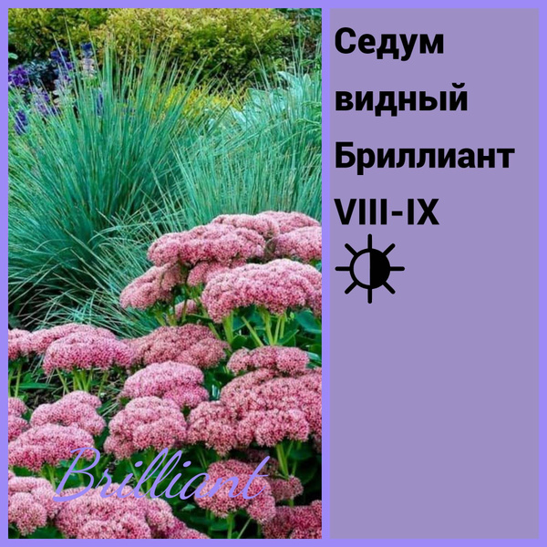 Седум видный Бриллиант - купить с доставкой по выгодным ценам в ...