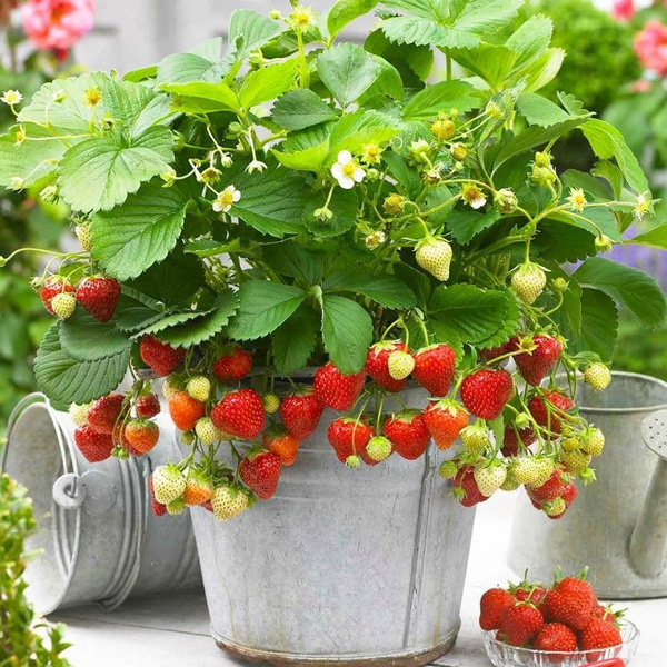 Земляника и клубника КОЛОКОЛЬЧИК Комнатные_коричневый - купить по ...