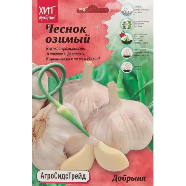 Добрыня чеснок описание отзывы фото Altero Stroy Чеснок озимый Добрыня 7 шт АСТ Alte - купить по выгодным ценам в ин