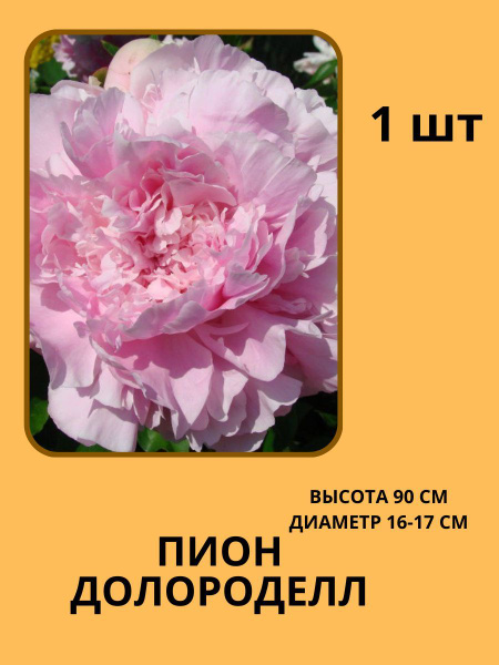 Пионы Корни Пионов - купить по выгодным ценам в интернет-магазине OZON ...