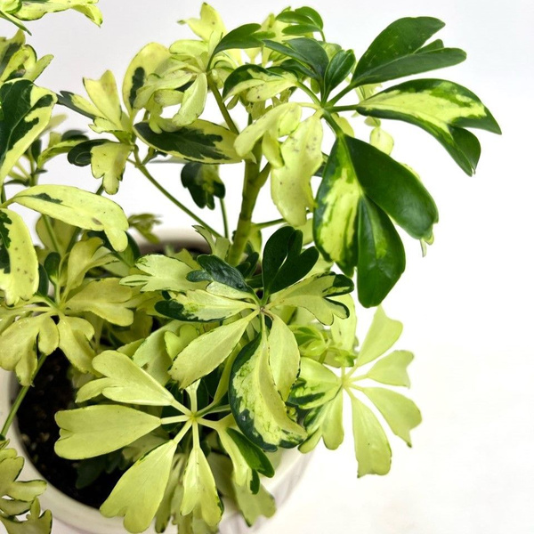 Шеффлера Шеффлера Арборикола Жанин (Schefflera arboricola 'Janine ...