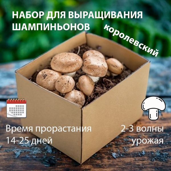 Набор для выращивания, Шампиньоны, Однолетник купить по выгодной цене в ...