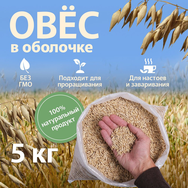 Овес неочищенный для заваривания и настоя в шелухе / зерна в оболочке ...