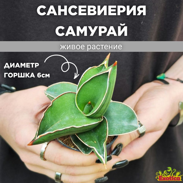 Сансевиерия Эренберга Самурай (Sansevieria Ehrenbergii Samurai) D6см ...
