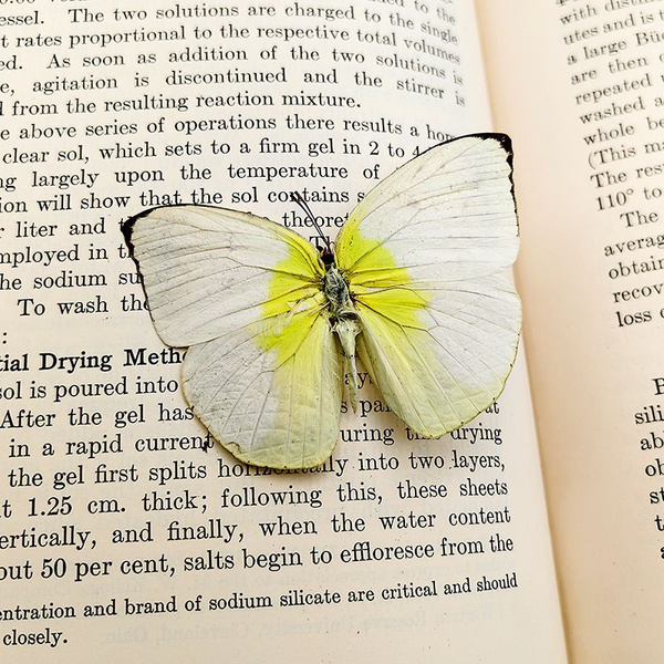 Настоящий образец бабочки в прозрачном боксе - купить с доставкой по ...