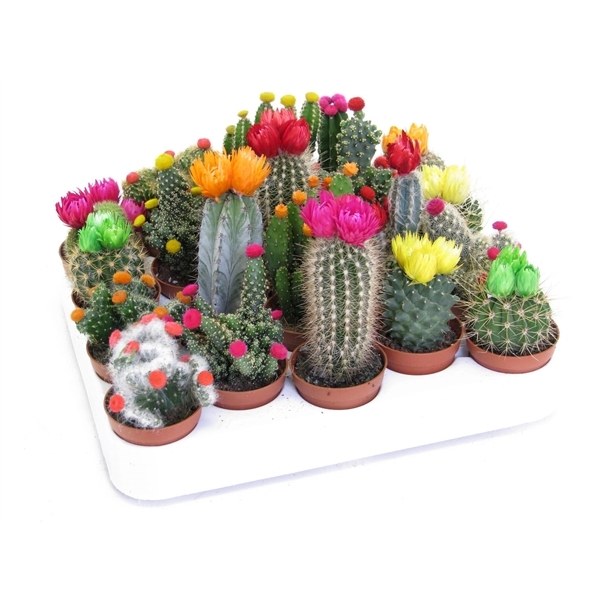 Кактусы Купить Интернет Магазин Недорого