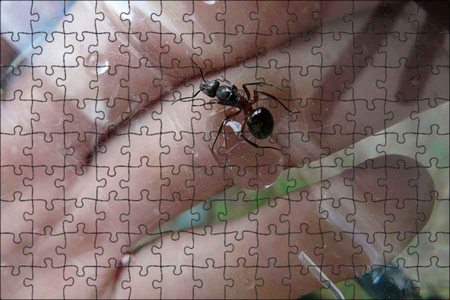 What Happens When a Queen Ant Dies? Sciencing