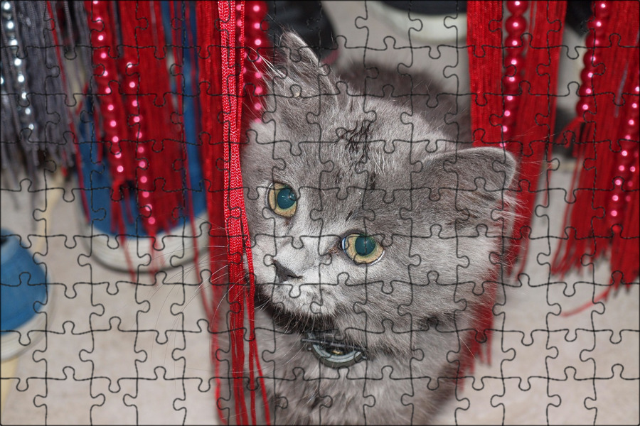 Котик на аву в тг. Серый котик. Котята в добрые руки. Крутые коты фото на аву. Котики на аву в тг.
