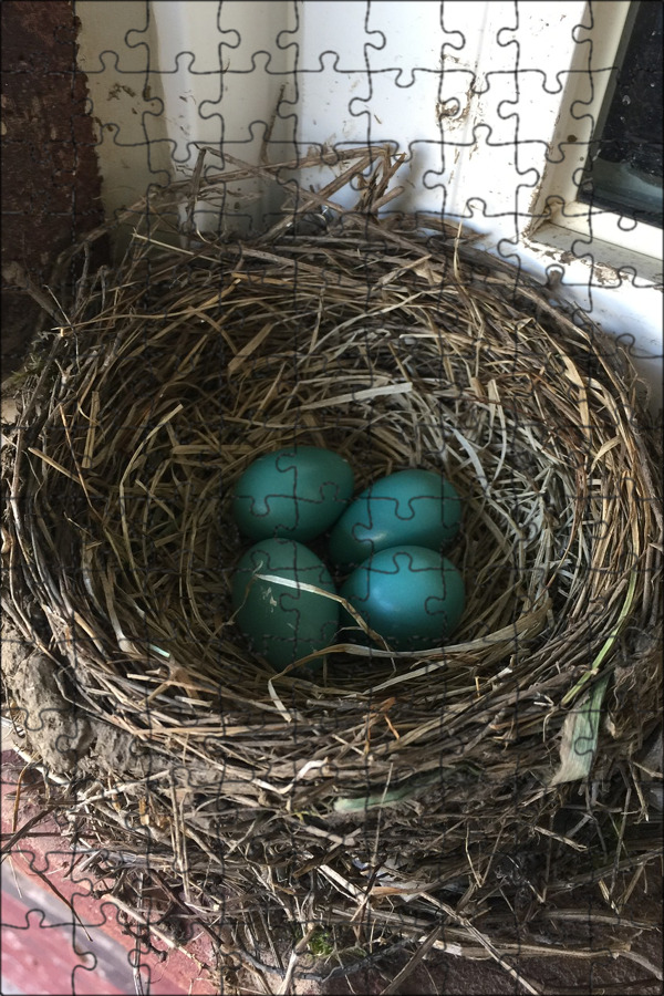 Цвет яйца малиновки фото