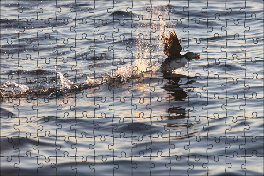 Птицы Атлантики. Дикое море. Дикое море Чижик. Atlantic Seabird.