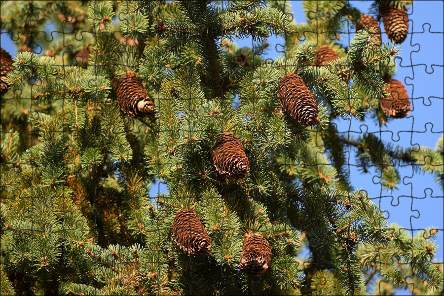 Удивительное дерево ель. Picea Abies шишки. Ель европейская Picea Abies. Есльевропейская шишка. Пихта Сибирская.