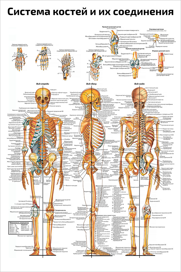 Анатомический плакат