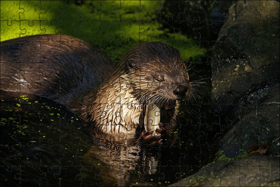Water Vole by Ian Schofield 500px Water vole, Animals beautiful, Animals