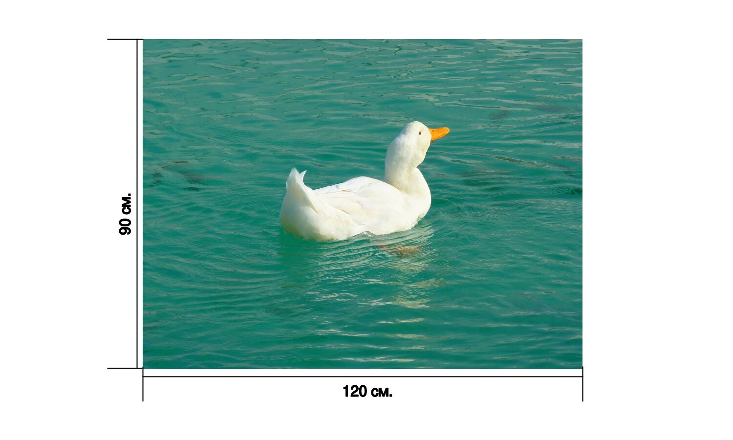 Английский язык duck. Утка транскрипция на русском. Как на английском будет утка. Летящие утки картинки.
