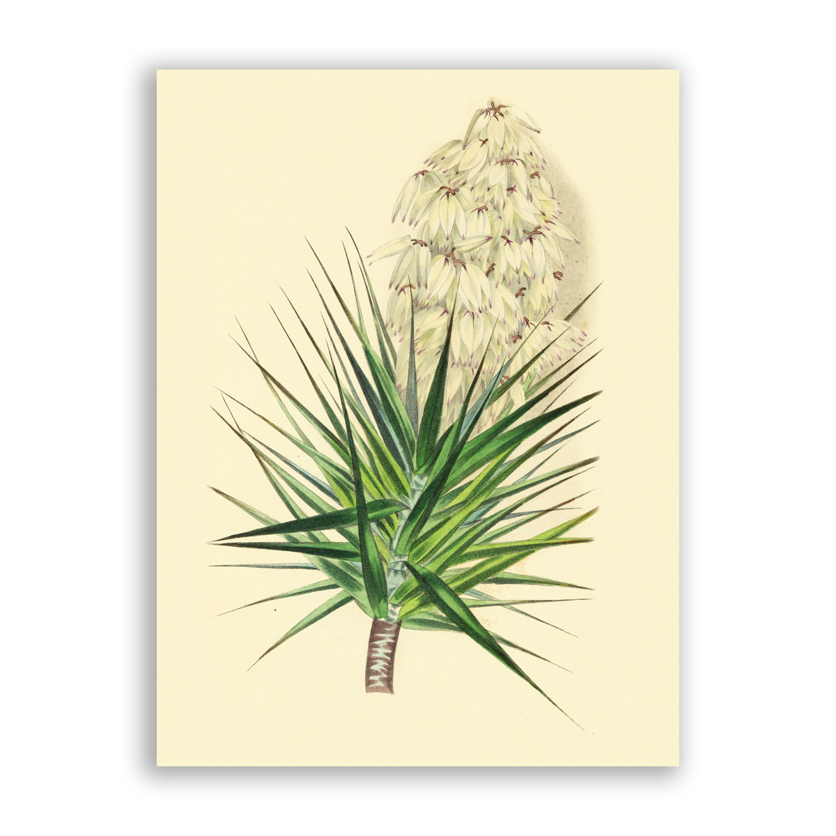 Yucca Gloriosa иллюстрация