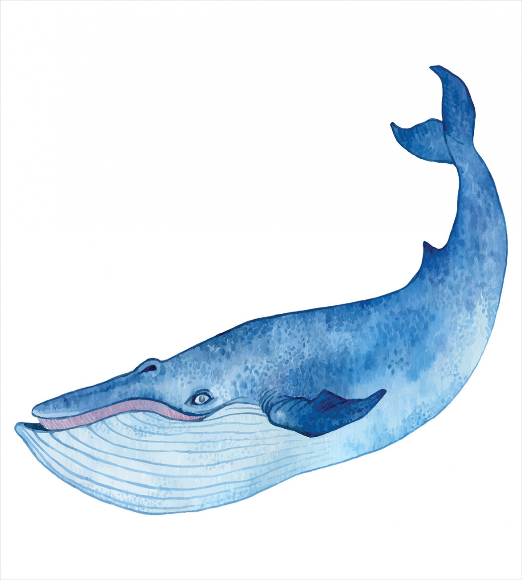 Северный синий кит рисунок