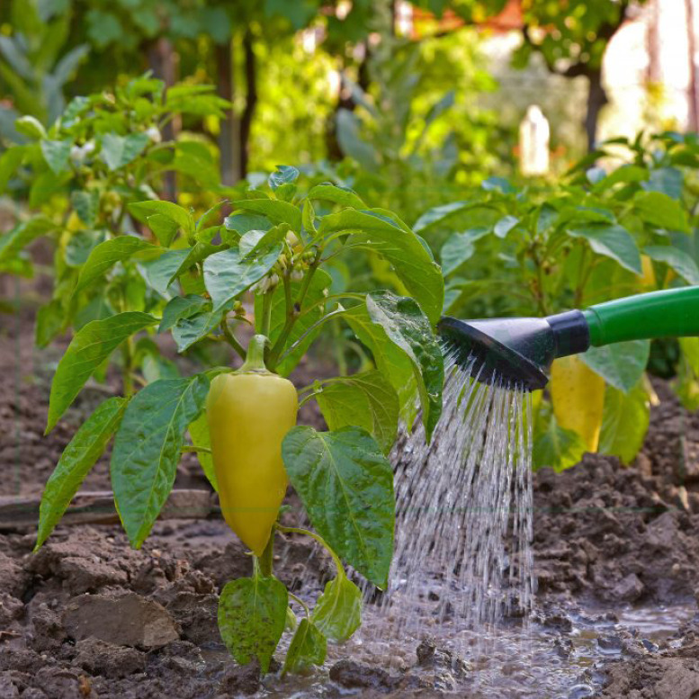 Можно ли поливать эпином под корень. Овощи на огороде. Вода для полива растений. Удобрение для полива цветов. Подкормка перца.