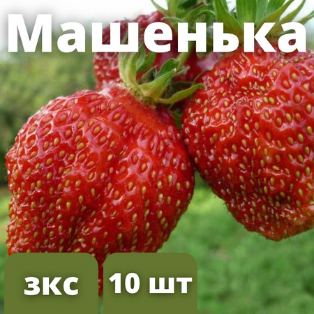 Клубника "Машенька" 6 штук саженцев