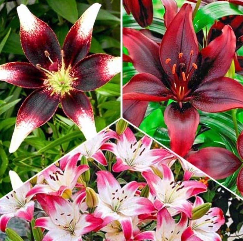 Купить Азиатские Лилии В Интернет Магазине