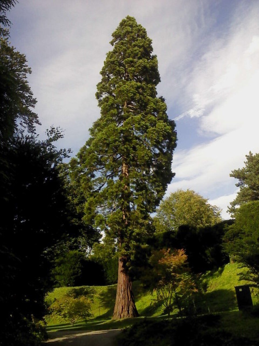 СеменаСеквойявечнозелёная(Sequoiasempervirens),20штук