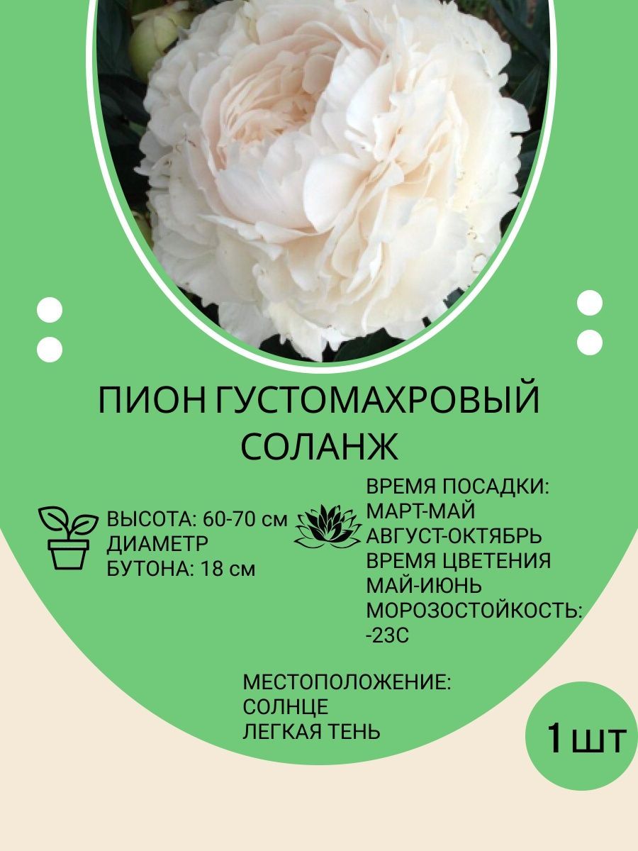 Корневища Пионов Купить В Интернет Магазине
