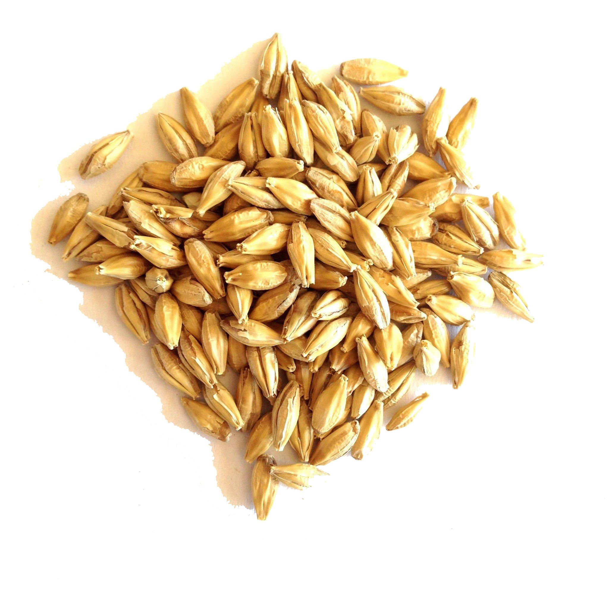 Зерна пшеницы и овса. Арпа ячмень. Пленчатый ячмень зерно. Семена ярового ячменя. Ячмень Барлей.