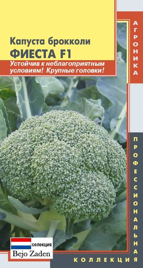 Брокколи сорт брокколи фото описание