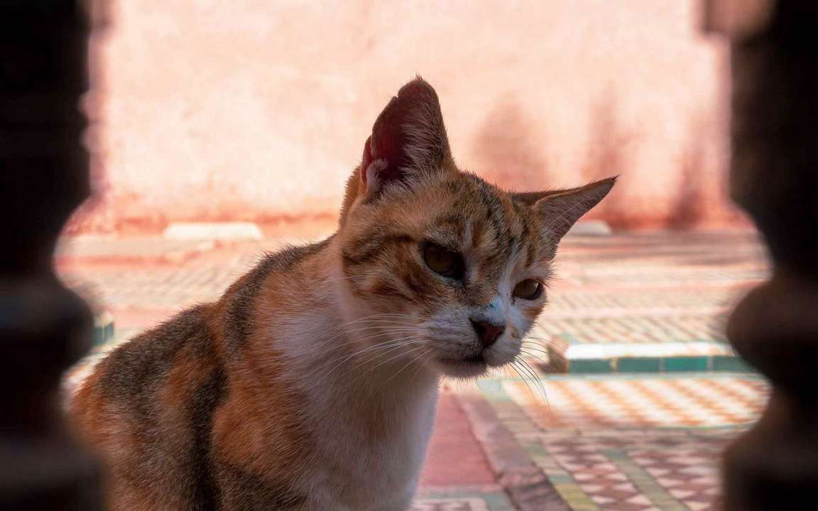 Эгейская кошка