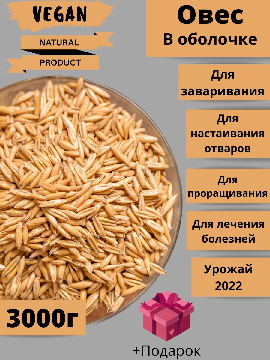 Овес чем он полезен. Полезные свойства овса. Овес зерно. Овёс для печени. Овес житница здоровья.