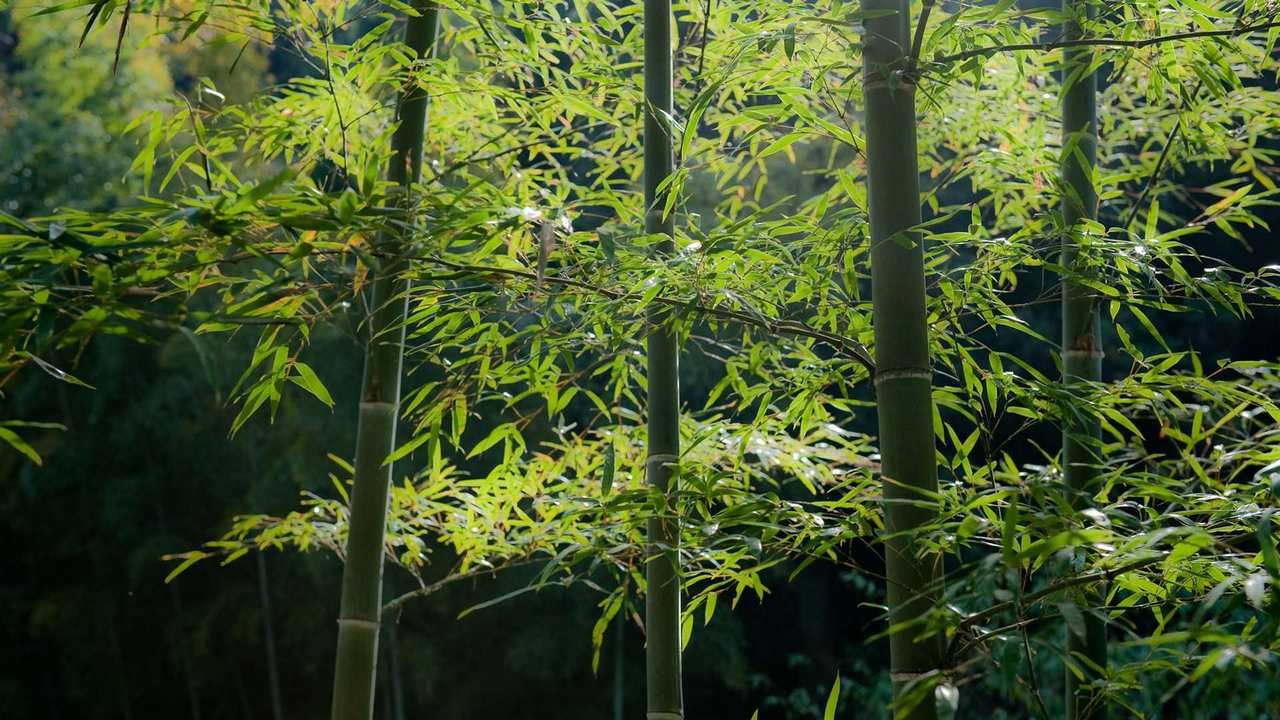 Хоккайдо бамбук