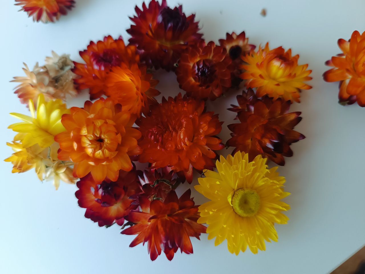Сухоцветы фото с названиями гелихризум