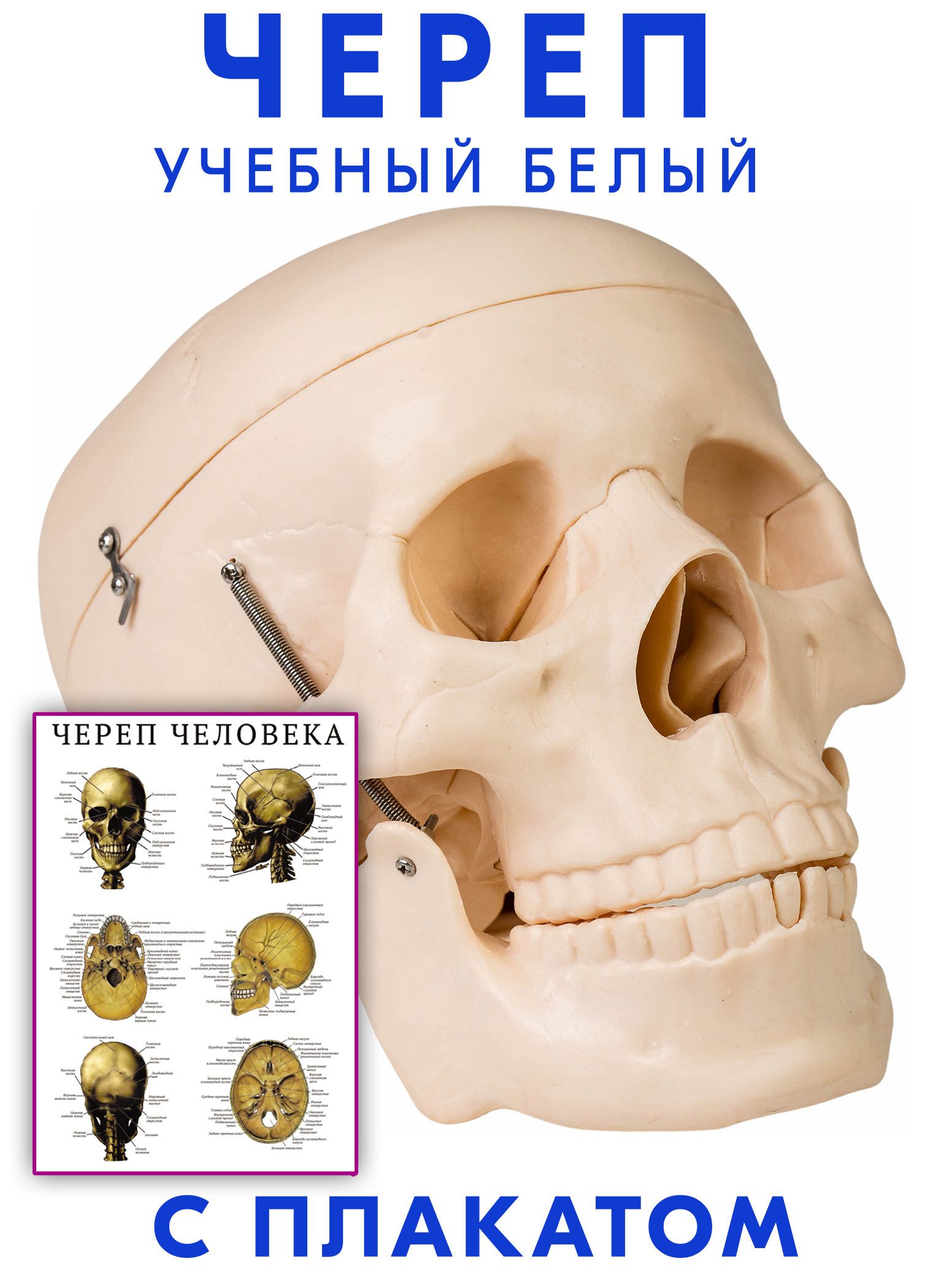 Череп учебный анатомический белый, масштаб 1:1, правильное строение +  Учебный плакат