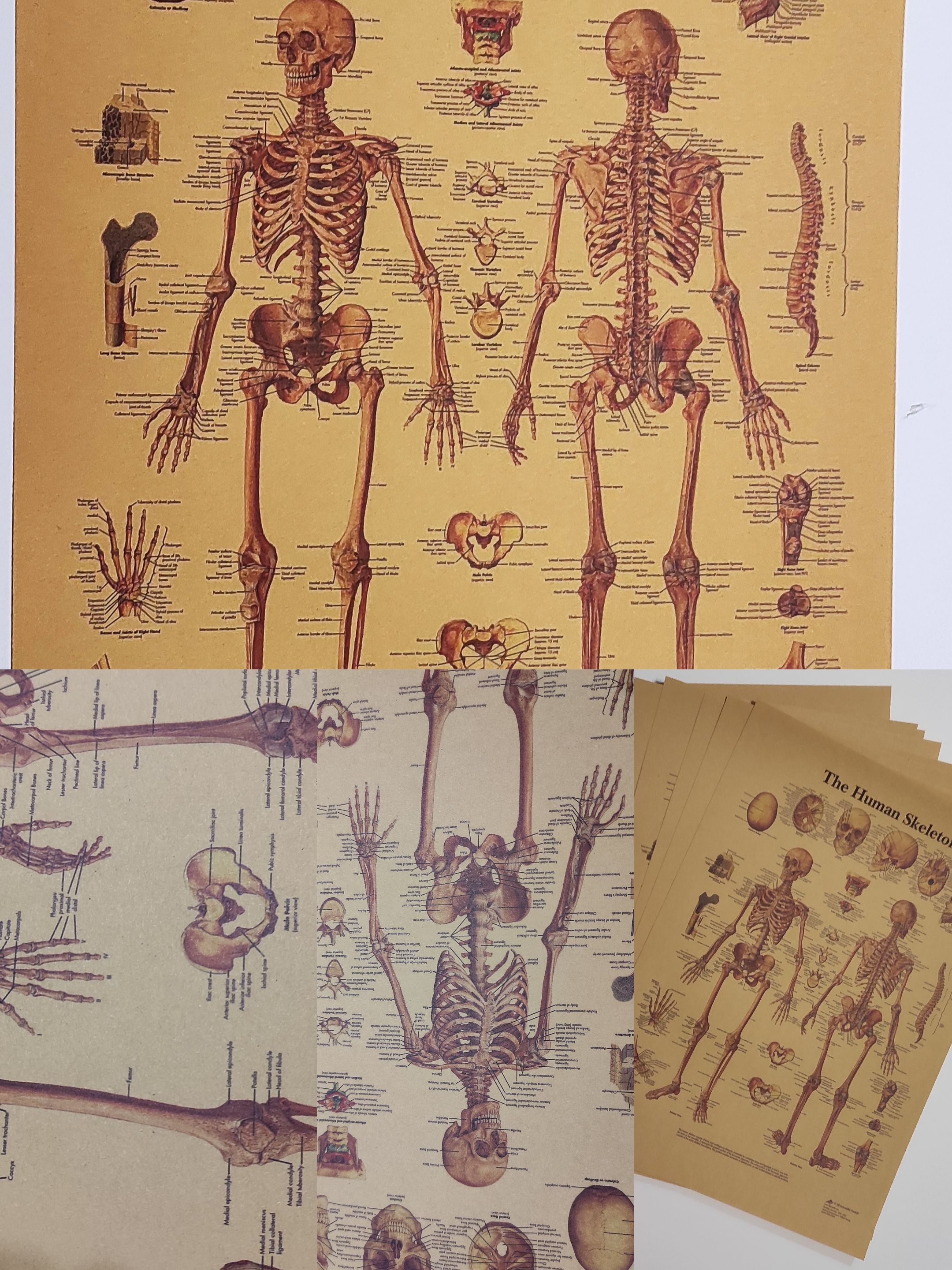 Постер Скелет человека. human skeleton. Декор дома, офиса, комнаты. Печать на бумаге хорошего качества. В подарочном/транспортном тубусе. Интерьерный постер - готовый оригинальный подарок!