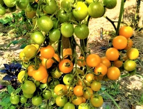 Семена Черри Краски Купить В Минске