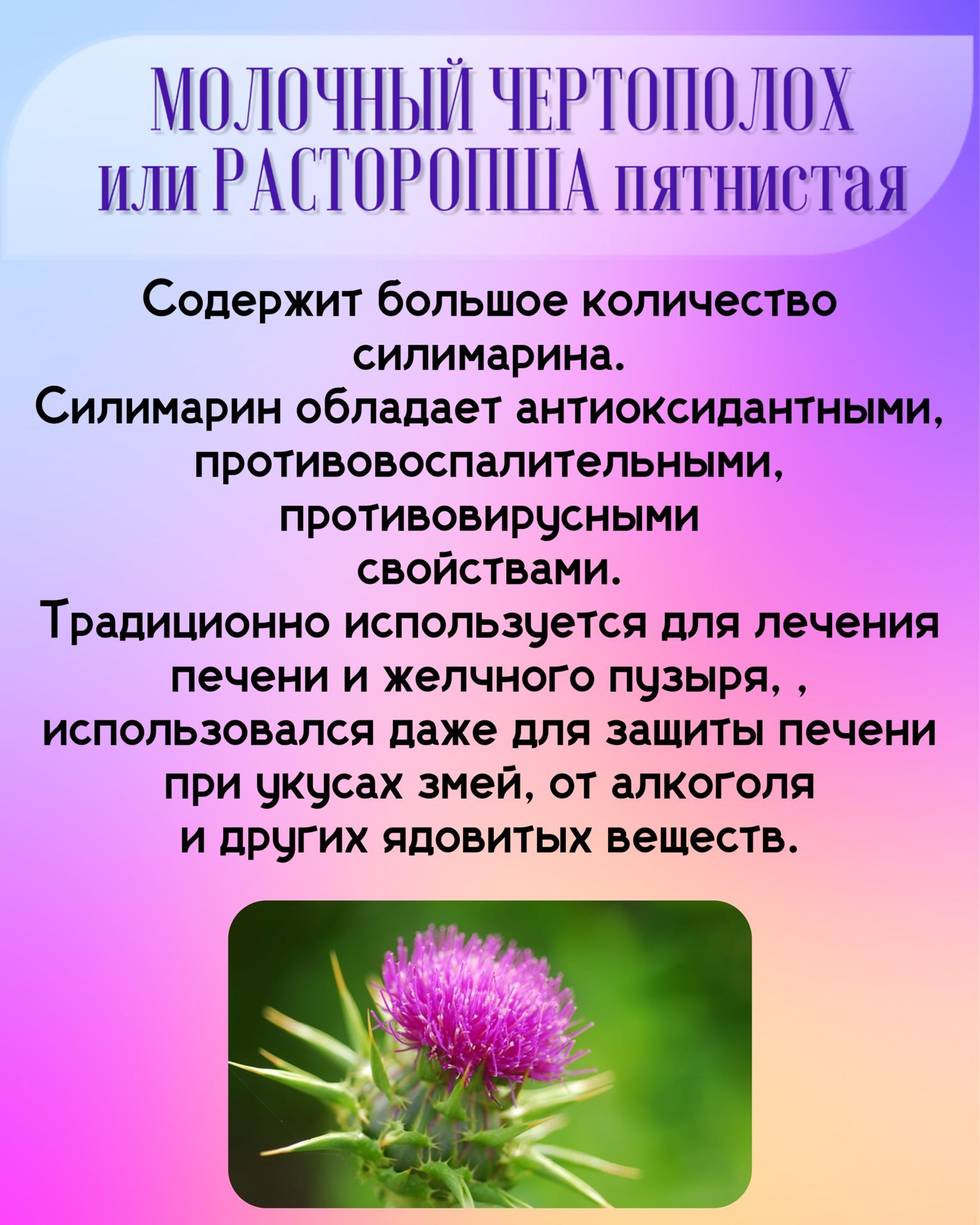 Печень артишок расторопша одуванчик. Артишок и расторопша. БАД С расторопшей и артишоком. Артишок и расторопша это одно и то же или нет.