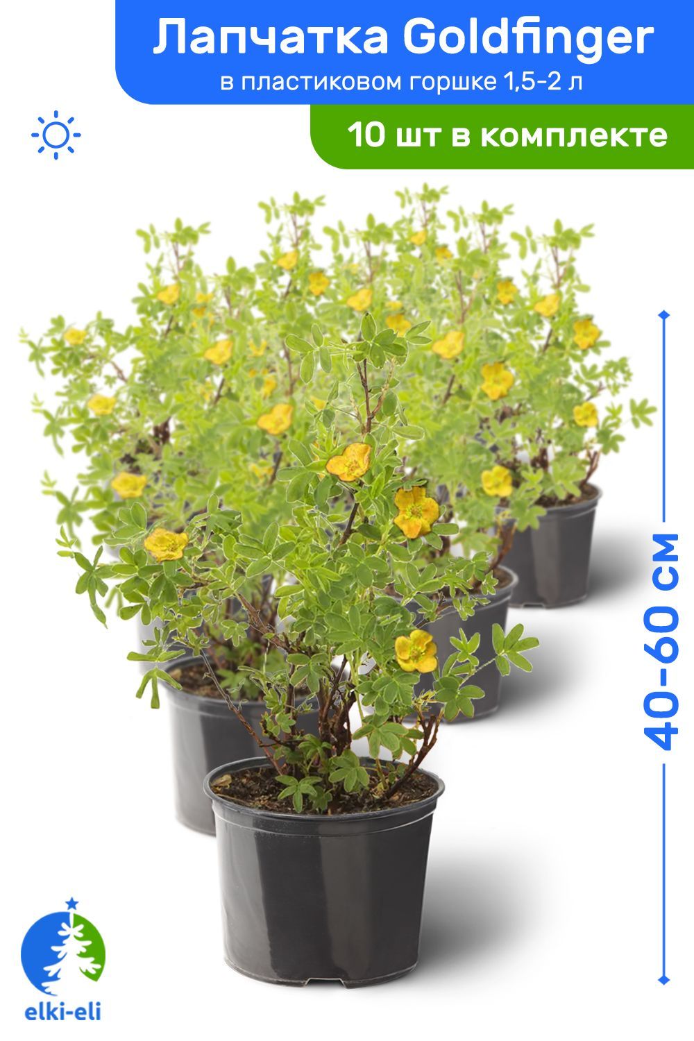 <b>Лапчатка</b> кустарниковая Goldfinger (<b>Potentilla</b> fruticosa Goldfinger) - куста...