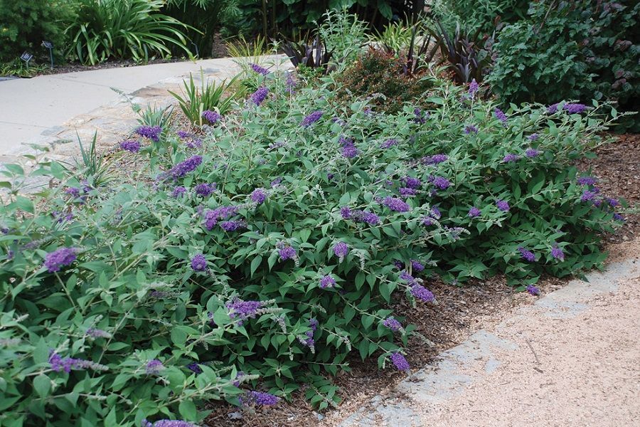 Buddleia ' Blue Chip' Deer resistant shrubs, Landscaping plants, Deer resistant