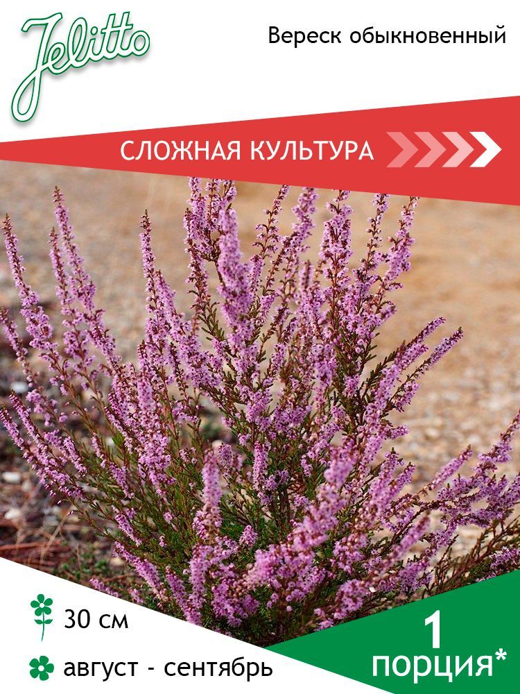 Вереск семена. Вереск обыкновенный марлис. вереск обыкновенный описание. вереск из семян.