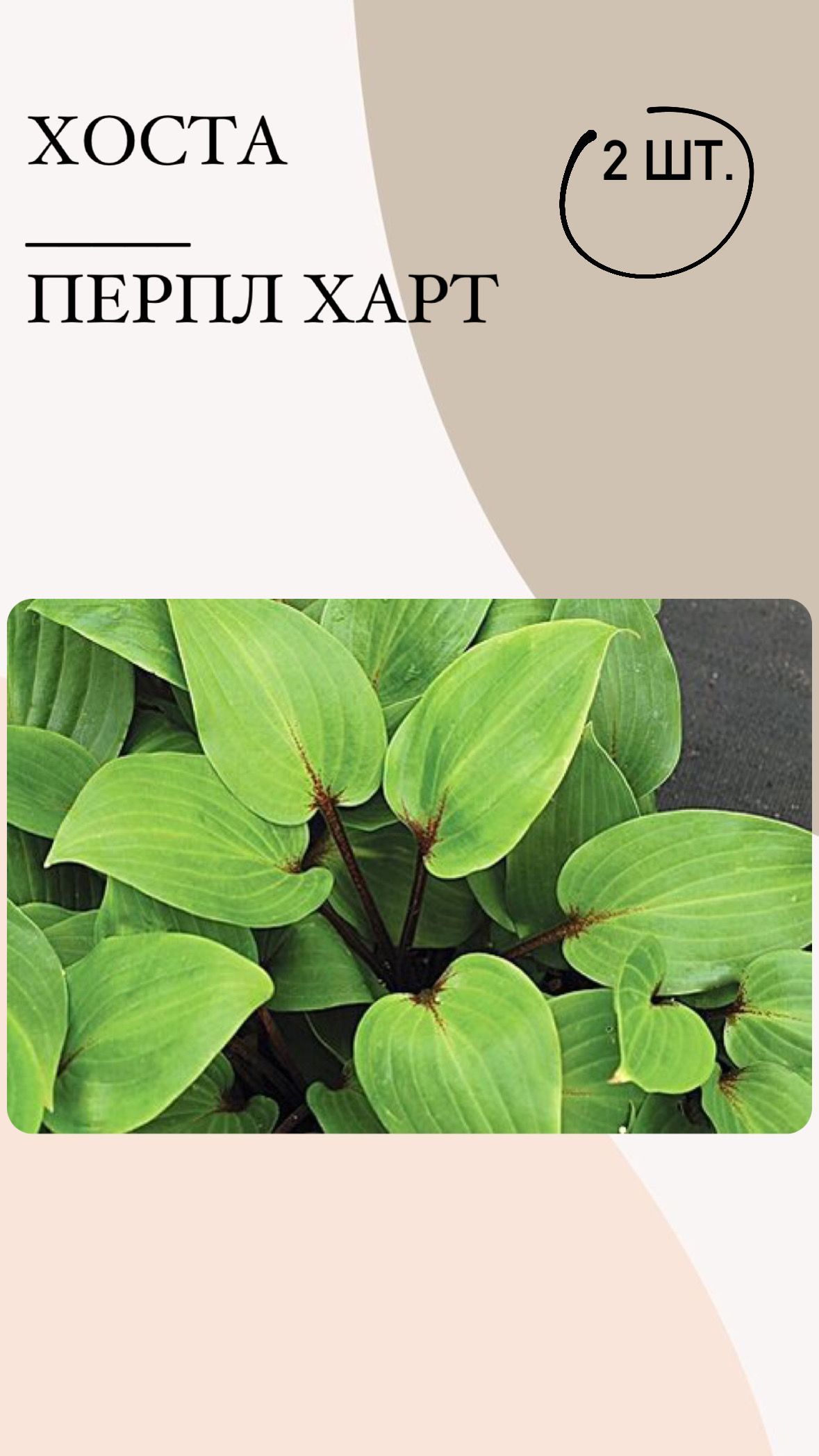 Саженцы Хост Купить В Леруа Мерлен Калуга