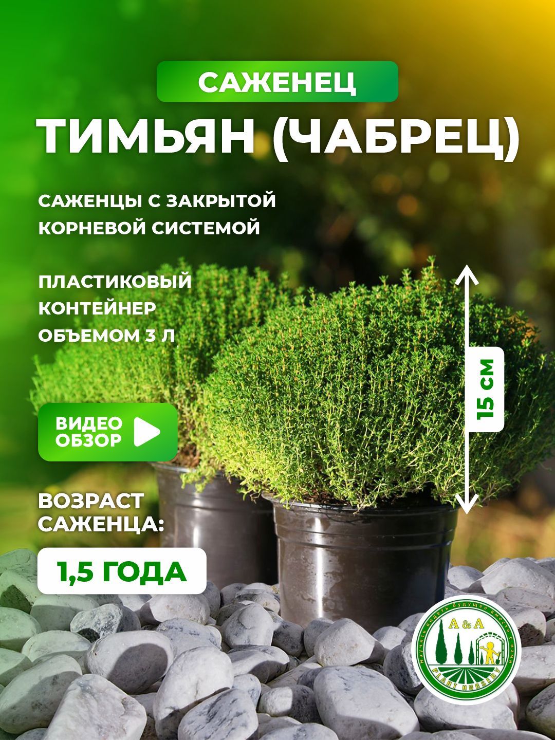 Тимьян Саженец – купить в интернет-магазине OZON по низкой цене