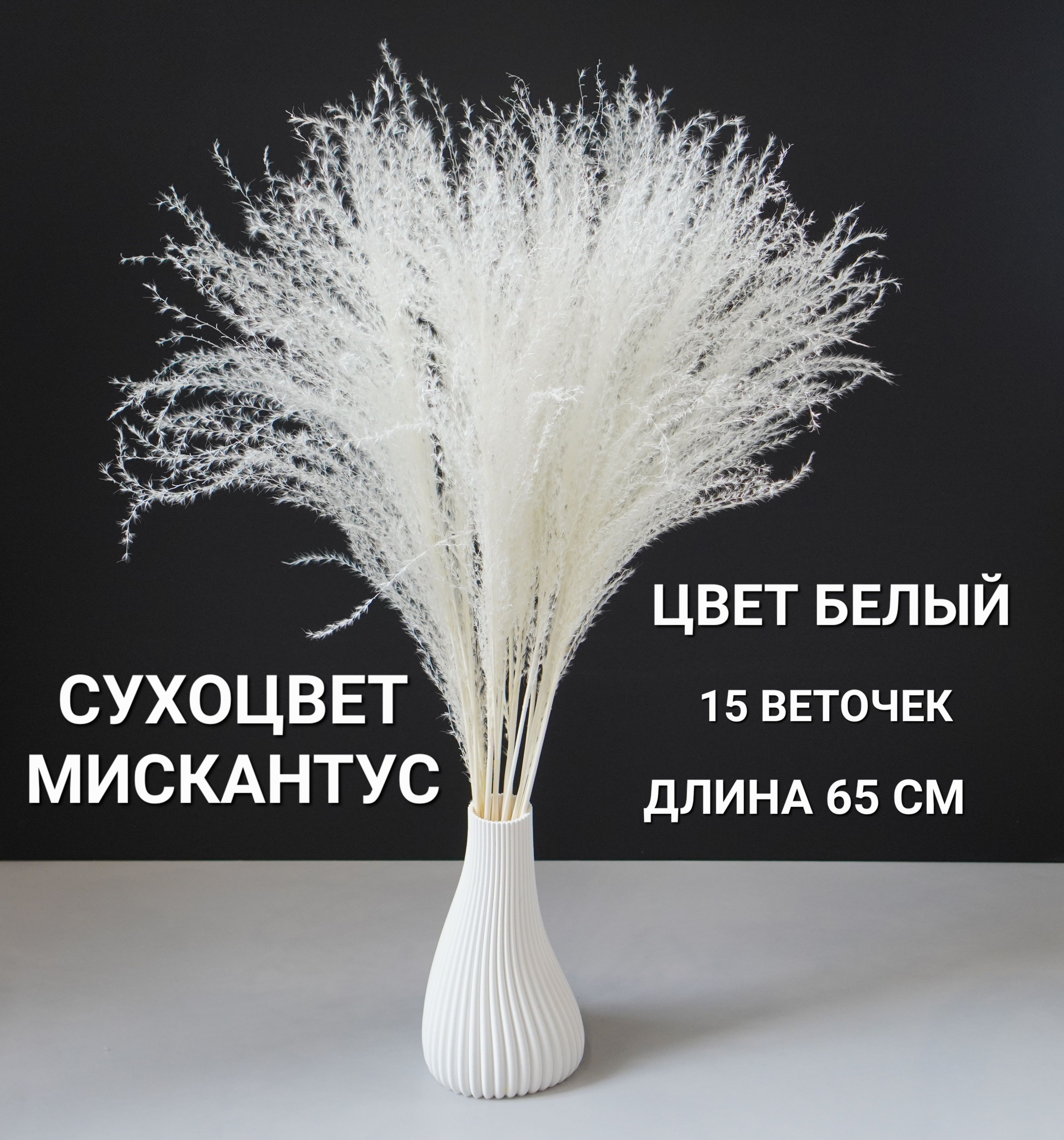 Букет из сухоцветов Мискантус, 65 см, 15 шт купить по выгодной цене в  интернет-магазине OZON (1165080439)