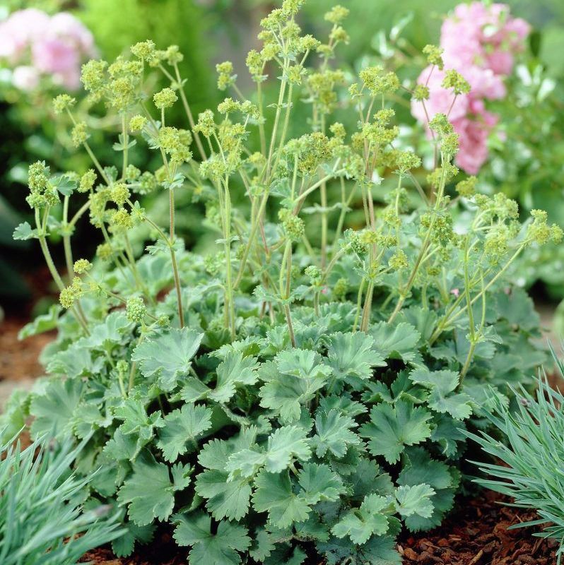 Манжетка цветок многолетник. Манжетка alchemilla erythropoda. манжетка красночерешковая (alchemilla erythropoda). манжетка робустика. манжетка красноногая.