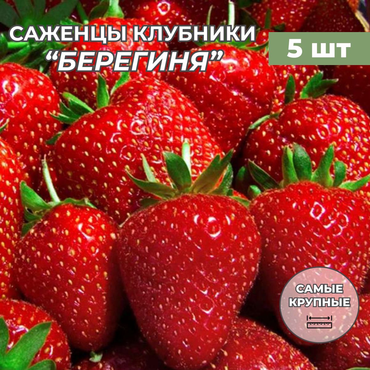 Берегиня клубника отзывы