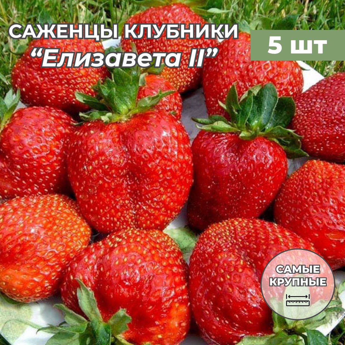 Клубника крупноплодная Елизавета II саженцы/корневище клубники 5 шт