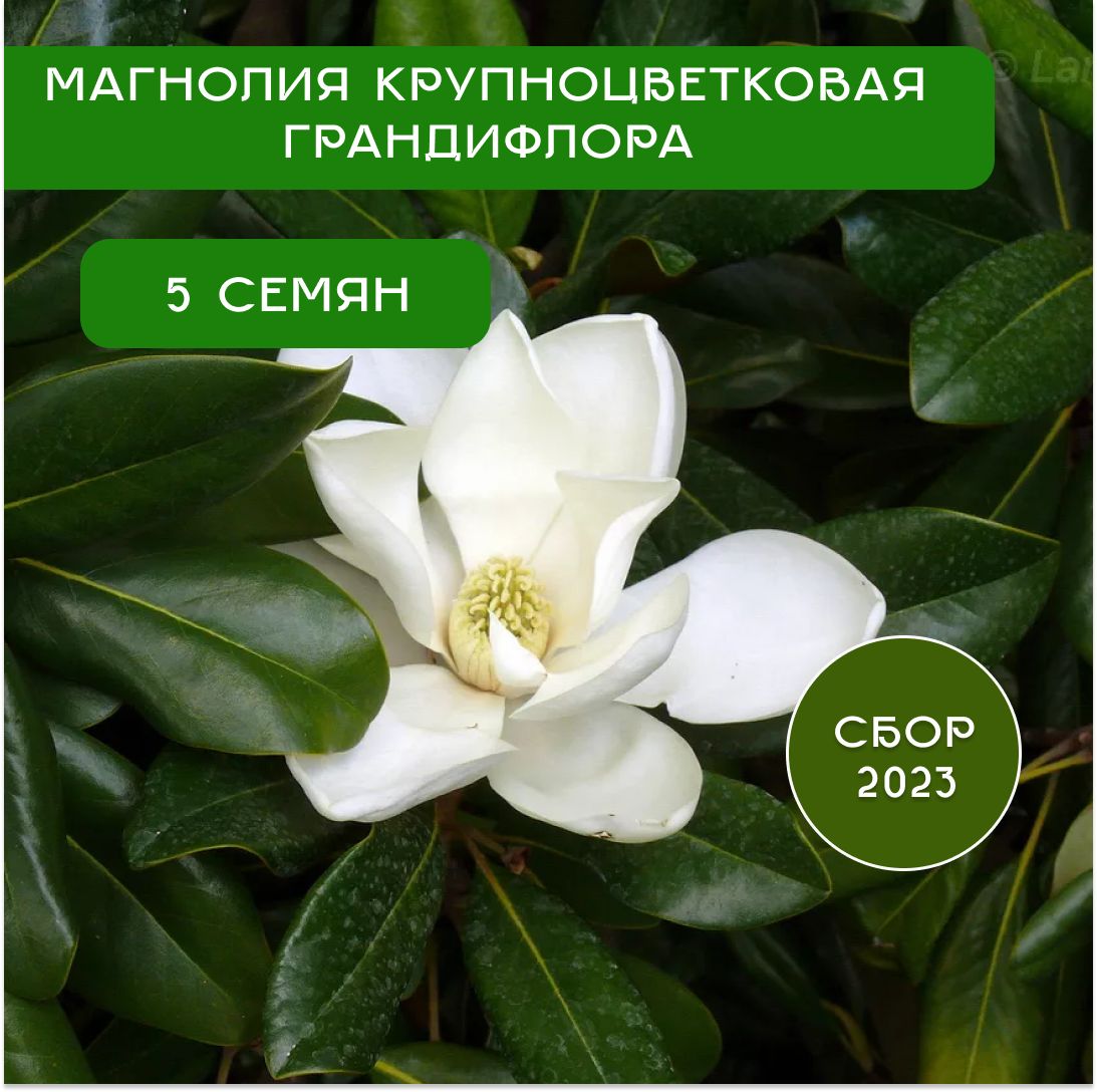 Магнолия Крупноцветковая Грандифлора, семена 5 шт